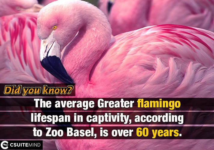 The average Greater flamingo lifespan in captivity, according to Zoo Basel, is over 60 years.
