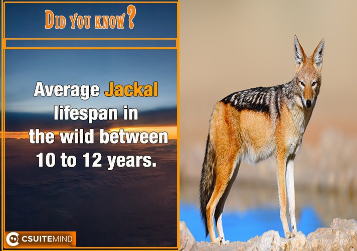 Average Jackal lifespan in the wild between 10 to 12 years.
