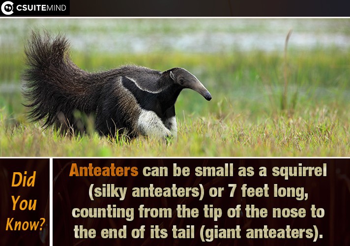 Anteaters can be small as a squirrel (silky anteaters) or 7 feet long, counting from the tip of the nose to the end of its tail (giant anteaters).
