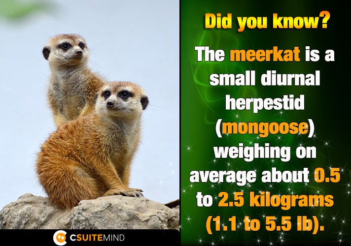 The meerkat is a small diurnal herpestid (mongoose) weighing on average about 0.5 to 2.5 kilograms (1.1 to 5.5 lb).
