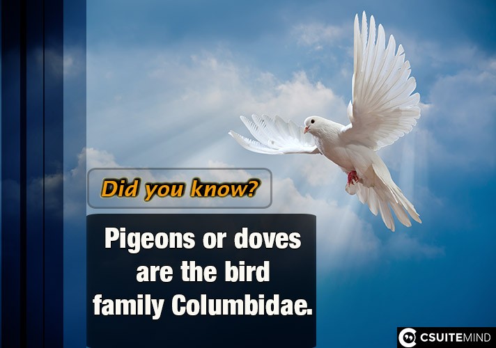 Pigeons or doves are the bird family Columbidae.
