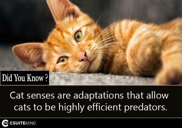 cat-senses-are-adaptations-that-allow-cats-to-be-highly-efficient-predators