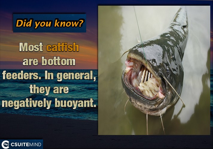 Most catfish are bottom feeders. In general, they are negatively buoyant,
