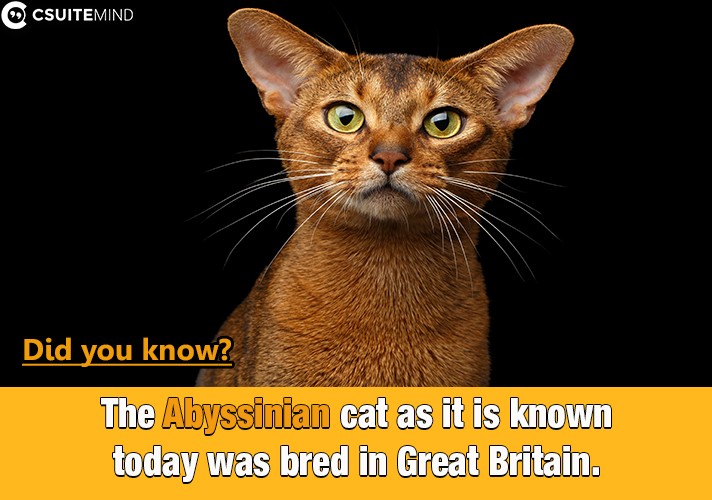 The Abyssinian cat as it is known today was bred in Great Britain.
