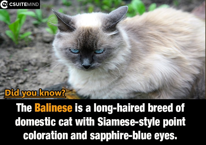 The Balinese is a long-haired breed of domestic cat with Siamese-style point coloration and sapphire-blue eyes. 
