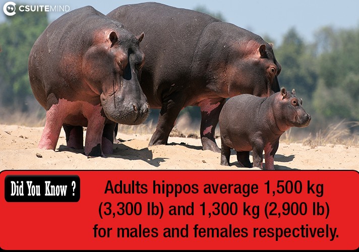 Adults hippos average 1,500 kg (3,300 lb) and 1,300 kg (2,900 lb) for males and females respectively.