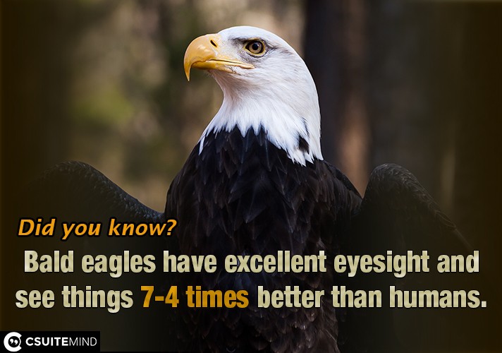 Bald eagles have excellent eyesight and see things 4-7 times better than humans.
