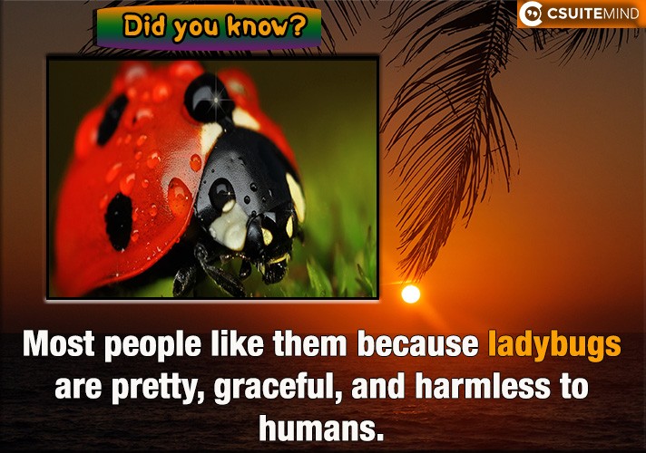 Most people like them because ladybugs are pretty, graceful, and harmless to humans. 
