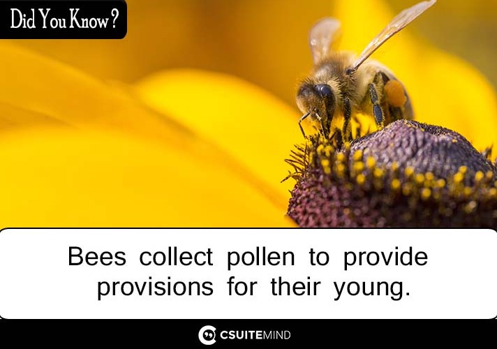 Bees collect pollen to provide provisions for their young. 