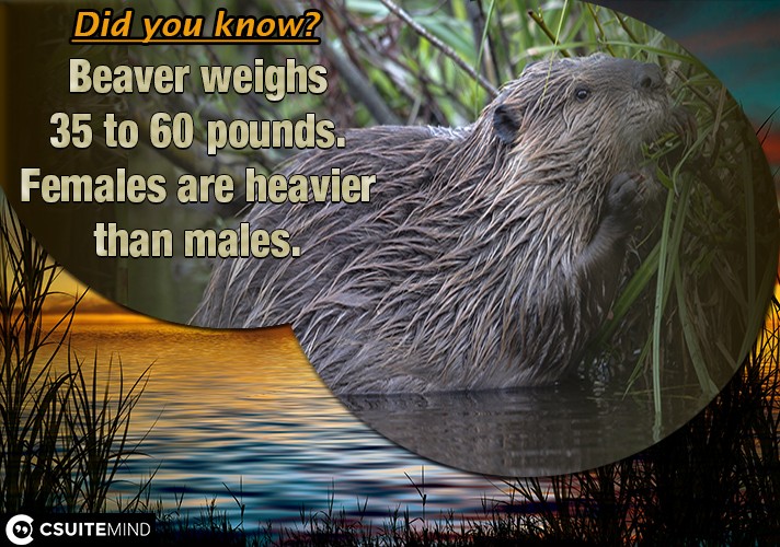 Beaver weighs 35 to 60 pounds. Females are heavier than males.
