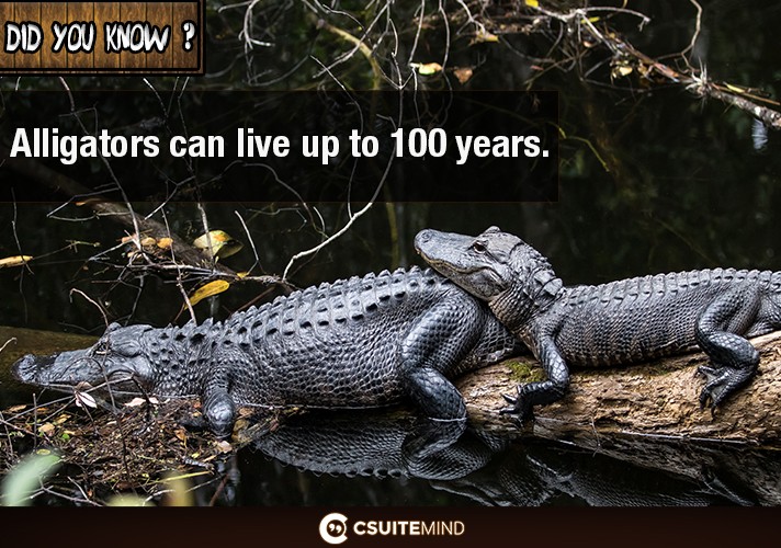 alligators-can-live-up-to-100-years
