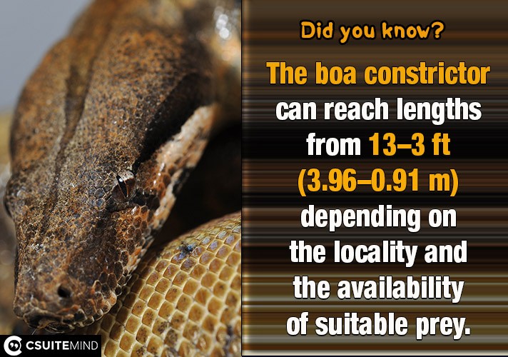 The boa constrictor can reach lengths from 3–13 ft (0.91–3.96 m) depending on the locality and the availability of suitable prey.
