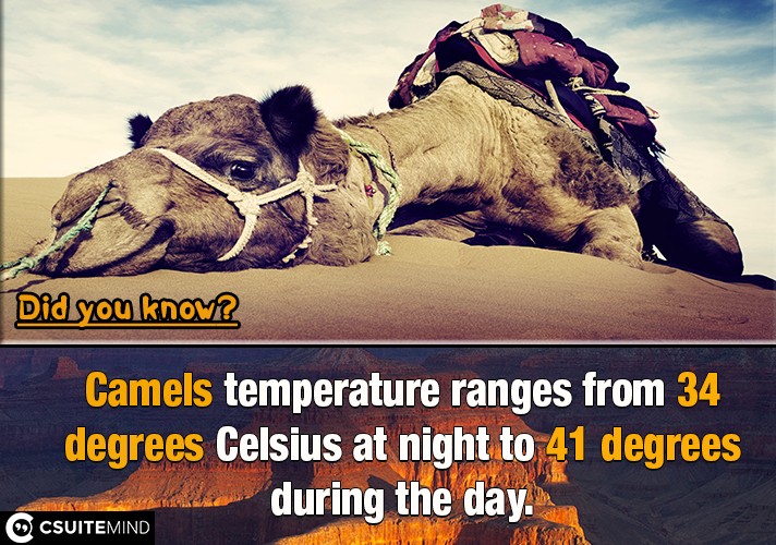 camels-temperature-ranges-from-34-degrees-celsius-at-night-to-41-degrees-during-the-day