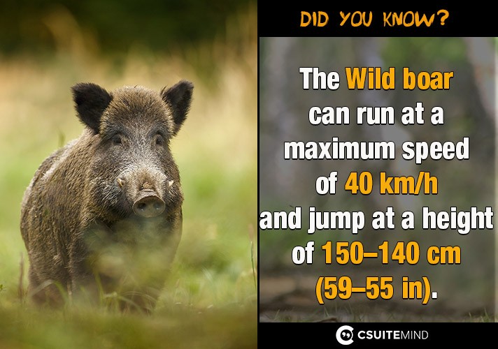 The Wild boar can run at a maximum speed of 40 km/h and jump at a height of 140–150 cm (55–59 in).
