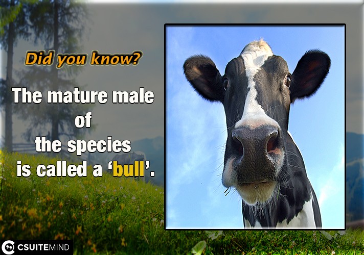 The mature male of the species is called a ‘bull’.
