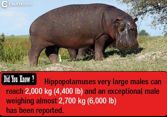 Hippopotamuses very large males can reach 2,000 kg (4,400 lb) and an exceptional male weighing almost 2,700 kg (6,000 lb) has been reported.