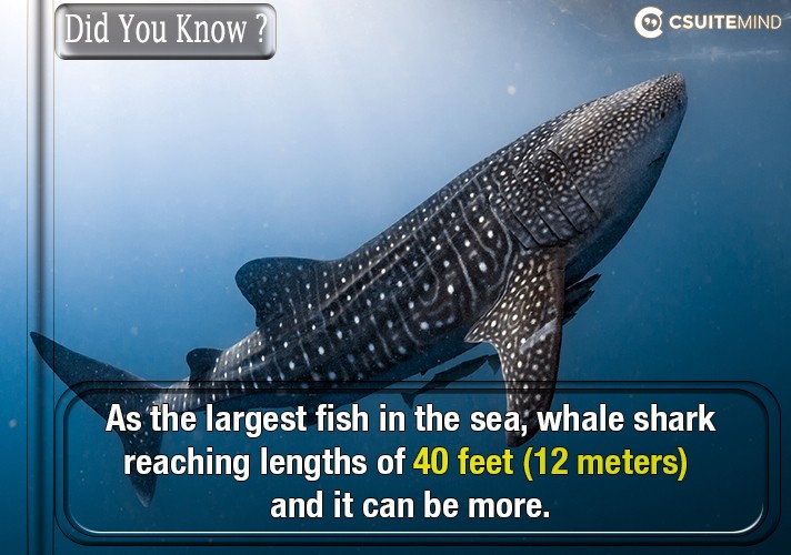 As the largest fish in the sea, whale shark reaching lengths of 40 feet (12 meters) and it can be more.