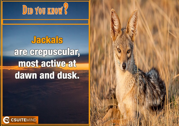 jackals-are-crepuscular-most-active-at-dawn-and-dusk