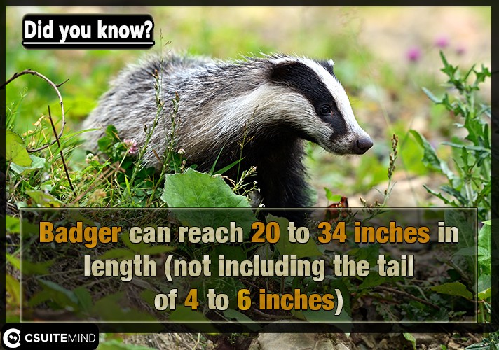 badger-can-reach-20-to-34-inches-in-length-not-including-the-tail-of-4-to-6-inches