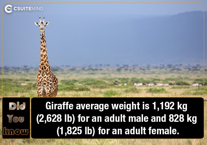 Giraffe  average weight is 1,192 kg (2,628 lb) for an adult male and 828 kg (1,825 lb) for an adult female.
