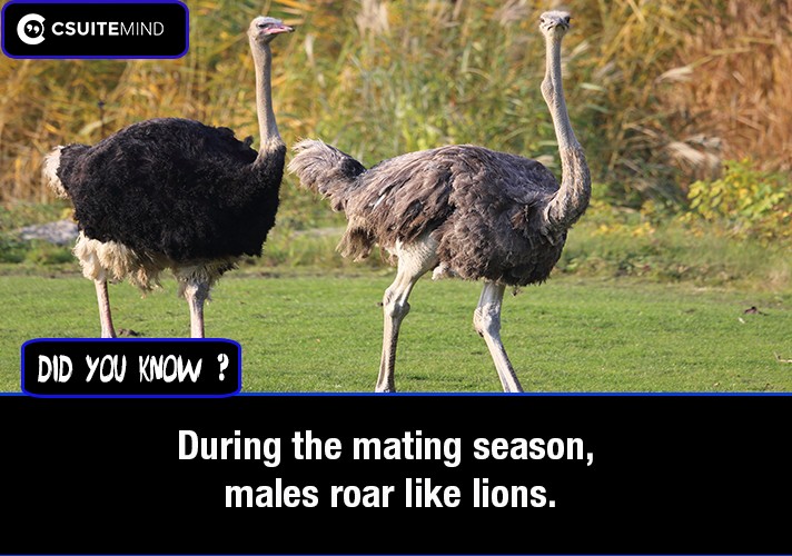 During the mating season, males roar like lions.