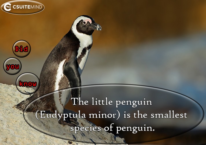 the-little-penguin-eudyptula-minor-is-the-smallest-species-of-penguin