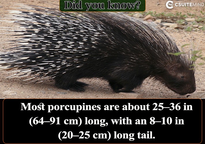 Most porcupines are about 25–36 in (64–91 cm) long, with an 8–10 in (20–25 cm) long tail.
