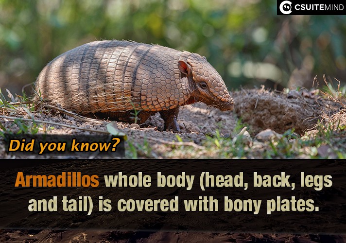 Armadillos  whole body (head, back, legs and tail) is covered with bony plates.
