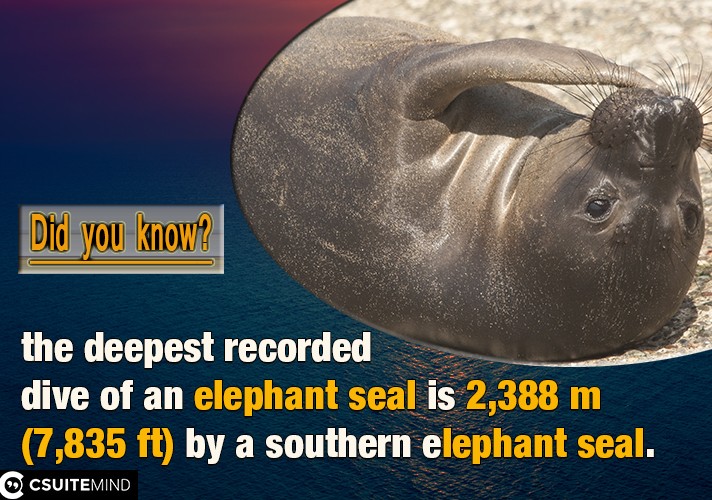 the deepest recorded dive of an elephant seal is 2,388 m (7,835 ft) by a southern elephant seal.
