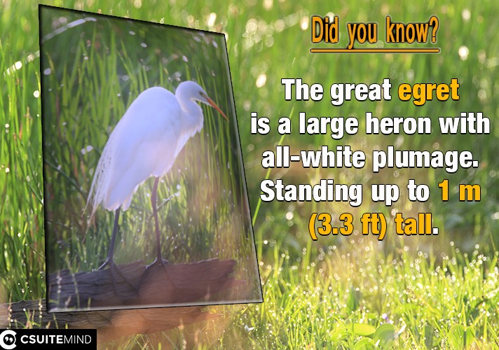 The great egret is a large heron with all-white plumage. Standing up to 1 m (3.3 ft) tall, 
