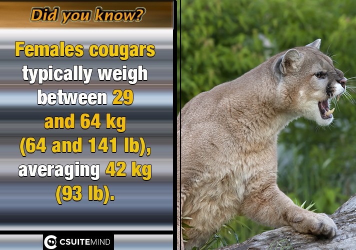  Females cougars typically weigh between 29 and 64 kg (64 and 141 lb), averaging 42 kg (93 lb).
