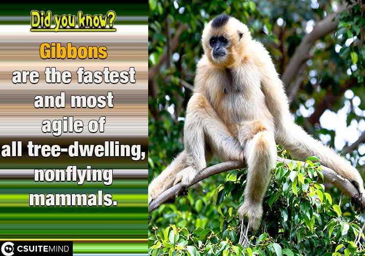  Gibbons are the fastest and most agile of all tree-dwelling, nonflying mammals.
