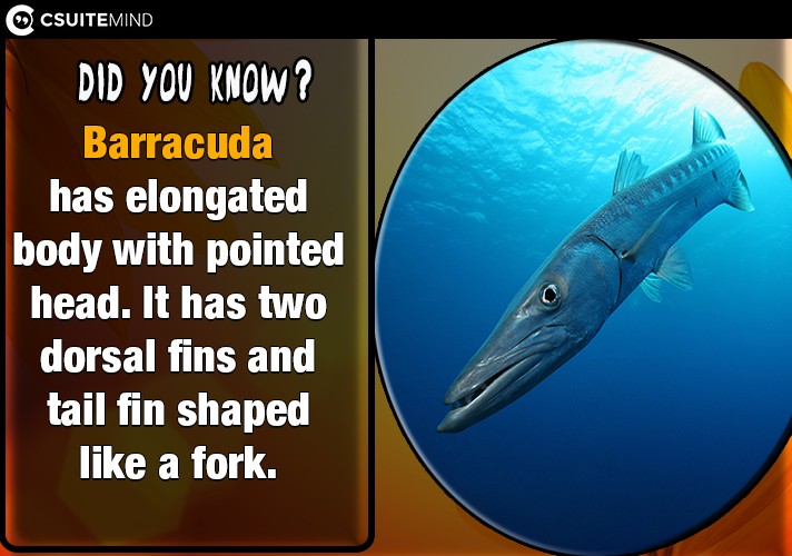 Barracuda has elongated body with pointed head. It has two dorsal fins and tail fin shaped like a fork.
