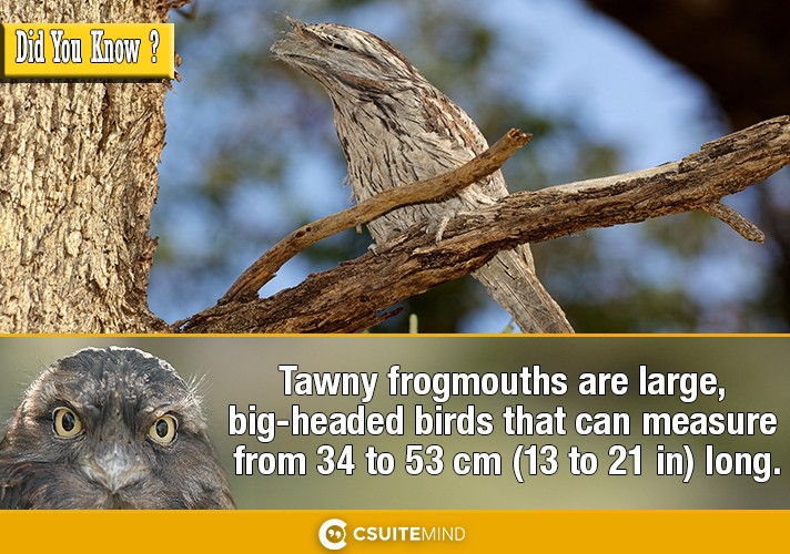 Tawny frogmouths are large, big-headed birds that can measure from 34 to 53 cm (13 to 21 in) long. 
