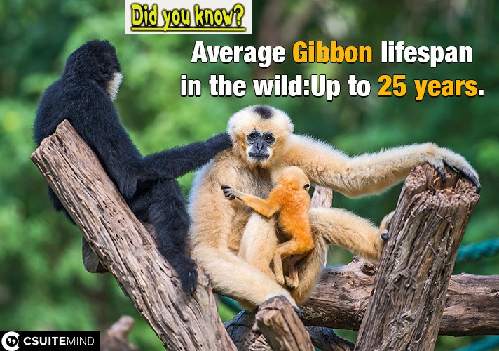  Average Gibbon lifespan in the wild:Up to 25 years.
