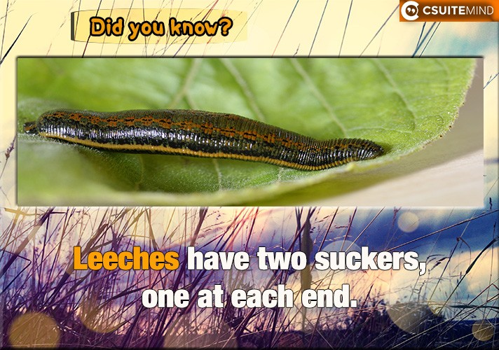  Leeches  have two suckers, one at each end.