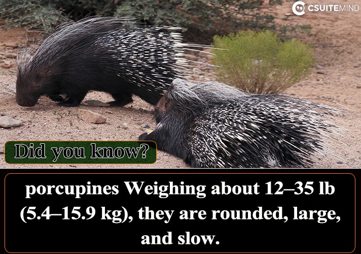 porcupines Weighing about 12–35 lb (5.4–15.9 kg), they are rounded, large, and slow. 
