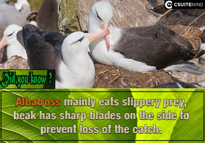 albatross-mainly-eats-slippery-prey-beak-has-sharp-blades-on-the-side-to-prevent-loss-of-the-catch