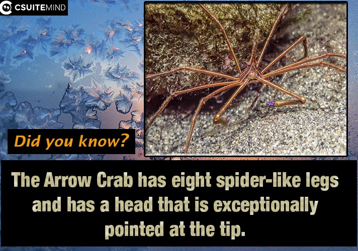 The Arrow Crab has eight spider-like legs and has a head that is exceptionally pointed at the tip. 
