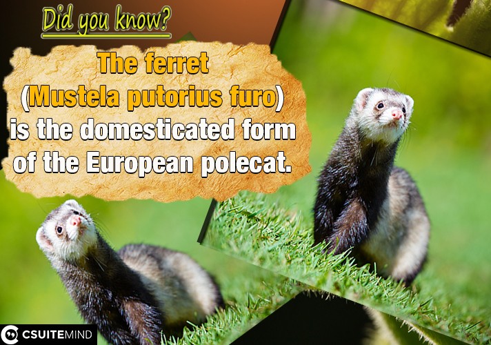the-ferret-mustela-putorius-furo-is-the-domesticated-form-of-the-european-polecat