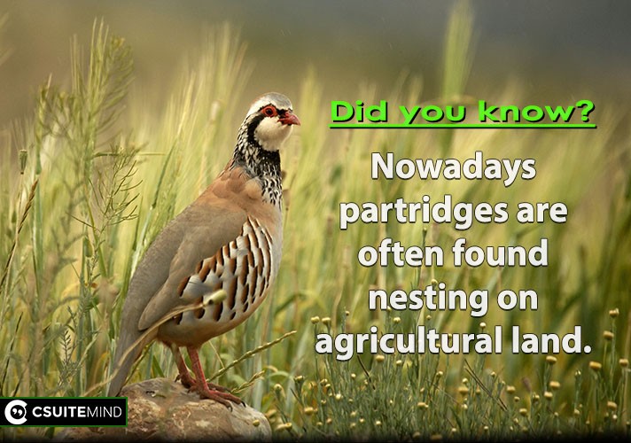 Nowadays partridges are often found nesting on agricultural land. 
