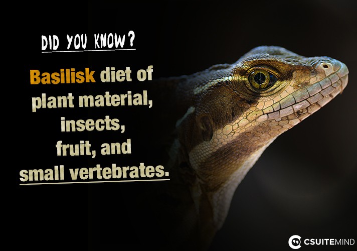 basilisk diet of plant material, insects, fruit, and small vertebrates. 