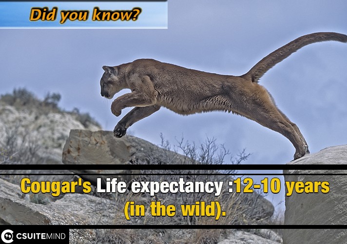 Cougar's Life expectancy :10-12 years (in the wild).
