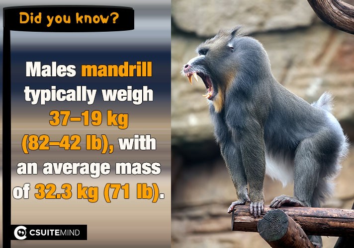 Males mandrill typically weigh 19–37 kg (42–82 lb), with an average mass of 32.3 kg (71 lb).

