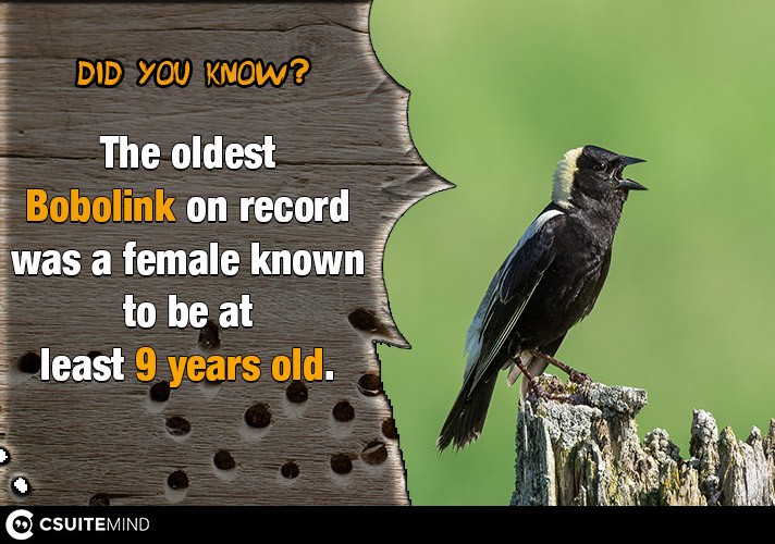 The oldest Bobolink on record was a female known to be at least 9 years old.
