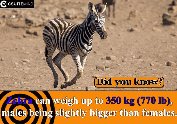Zebra can weigh up to 350 kg (770 lb), males being slightly bigger than females. 
