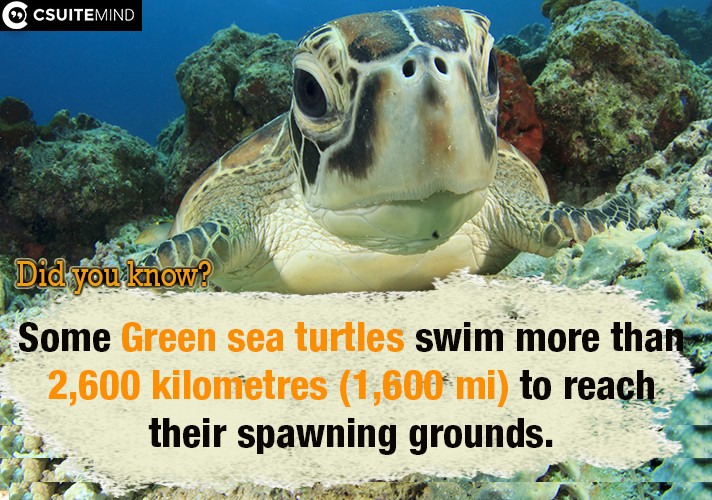 Some Green sea turtles swim more than 2,600 kilometres (1,600 mi) to reach their spawning grounds.
