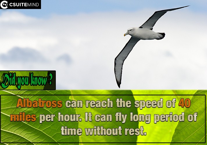 Albatross can reach the speed of 40 miles per hour. It can fly long period of time without rest.
