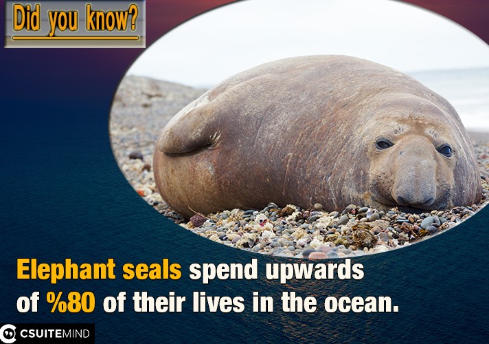 Elephant seals spend upwards of 80% of their lives in the ocean.
