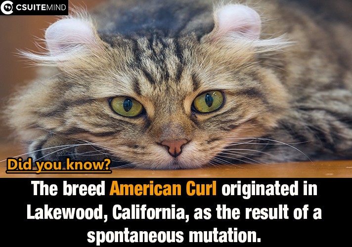  The breed American Curl originated in Lakewood, California, as the result of a spontaneous mutation.
